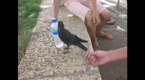 crow asking for water 300x165 crow asking for water