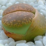 lithops living stone 150x150 You havent seen anything like this! These are the the living stones