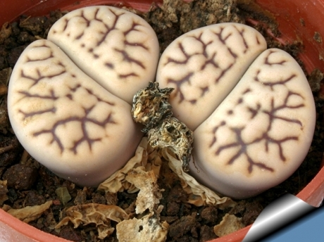 lithops plant living stone You havent seen anything like this! These are the the living stones