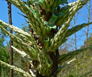 Puya chilensis eating sheep plant 300x249 Can you believe that this plant can kill and eat a sheep?