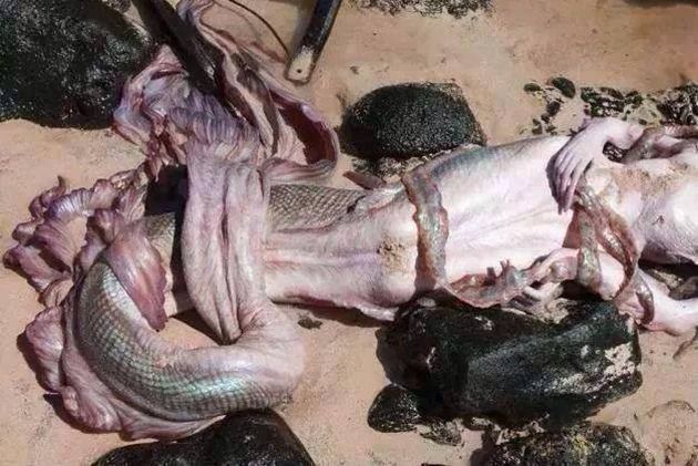 the body of the mermaid A new creature discovered in the ocean
