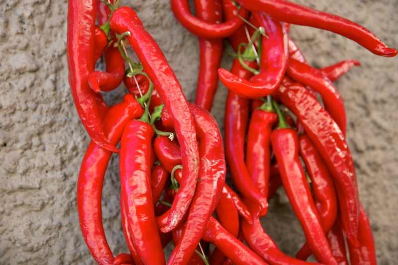 the effect of pepper inside your body What happens in your body when you eat hot peppers. The effect is miraculous 