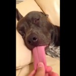 Look how long this dog's tongue is