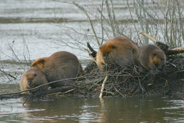 beaver brings the bubonic plague Bubonic plague spreading fast, China taking measures