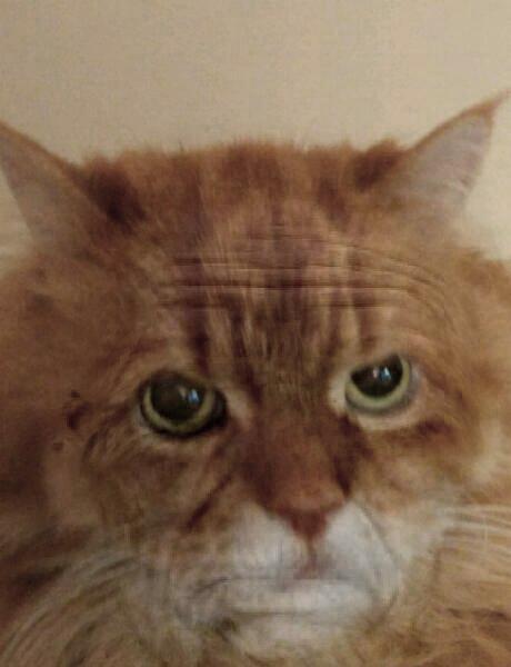 cat aged 60 years Aging app will terrify you with the results