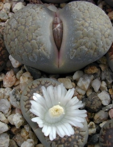 lithops looking like a heart You havent seen anything like this! These are the the living stones