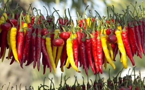 pepper can cure cancer What happens in your body when you eat hot peppers. The effect is miraculous 