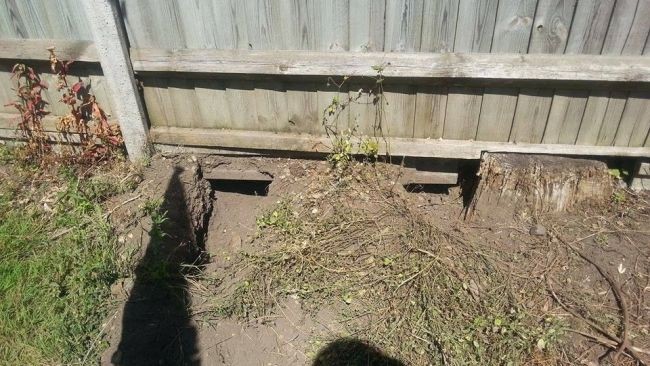 two foxes enter his garden He found two holes under his fence